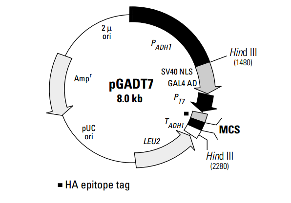 pGADT7 载体