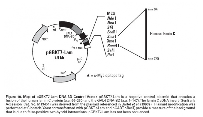 pGBKT7-Lam 载体