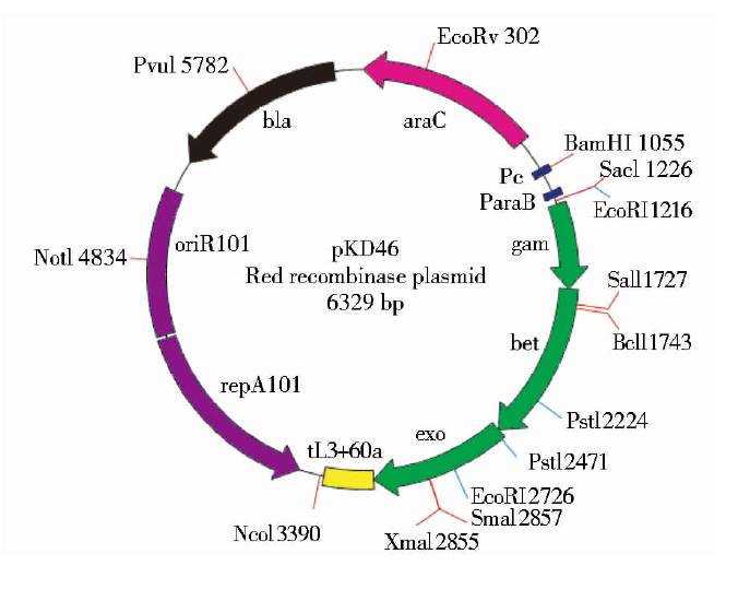 pKD46 载体
