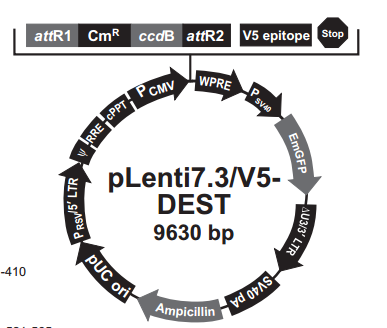 pLenti73/V5-DEST 载体