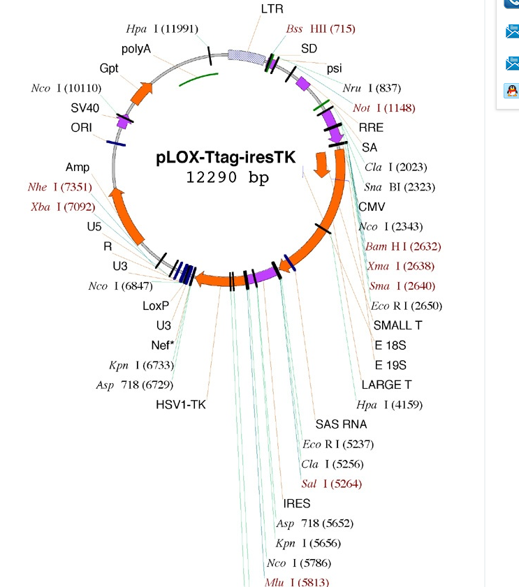 pLOX-Ttag-iresTK 载体