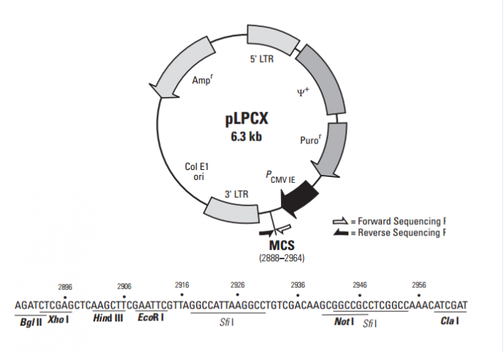 pLPCX 载体