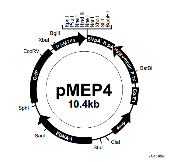 pMEP4 载体