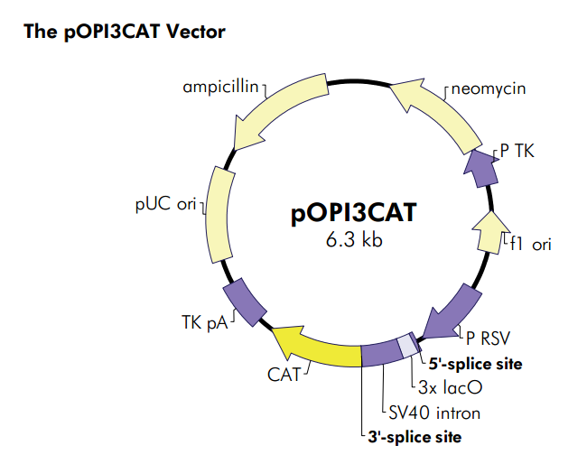 pOPI3CAT 载体