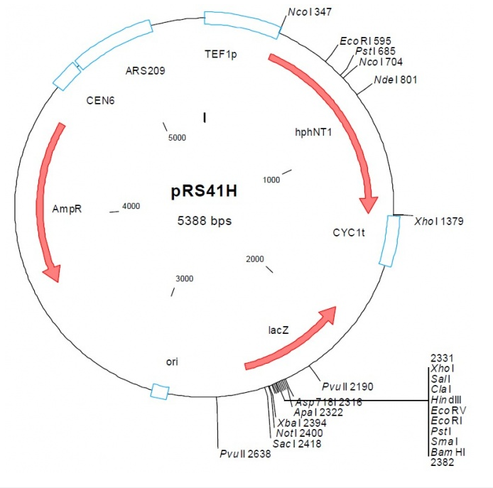 pRS41H 载体