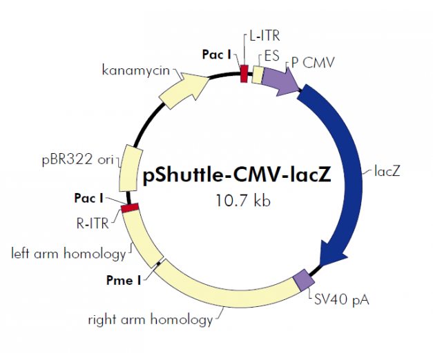 pShuttle-CMV-lacZ 载体