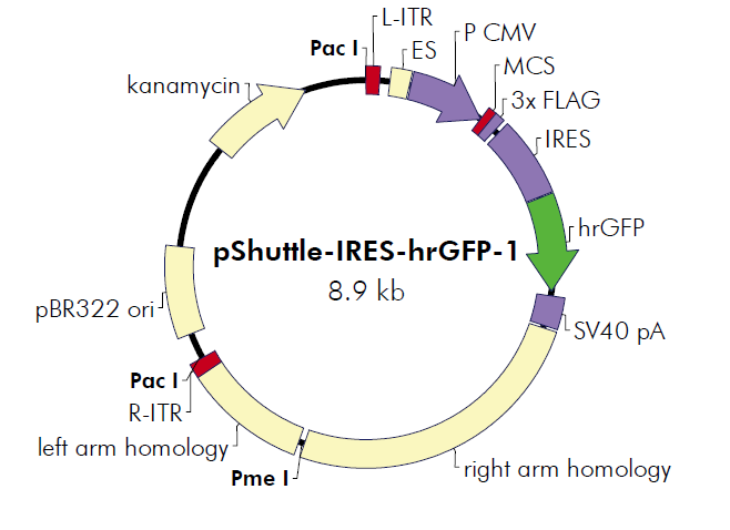 pShuttle-IRES-hrGFP-1 载体