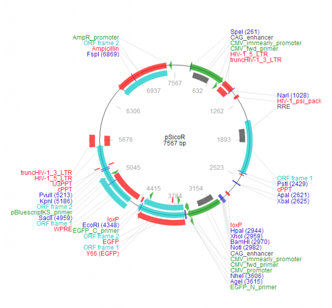 pSicoR 载体