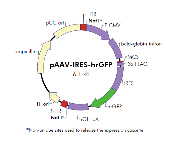 pAAV-IRES-hrGFP 载体