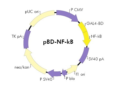 pBD-NF-kB 载体