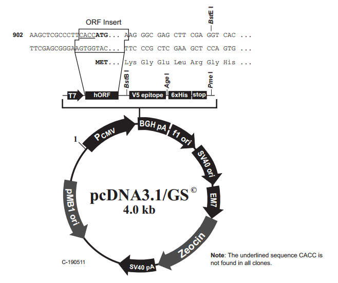 pcDNA31/GS 载体