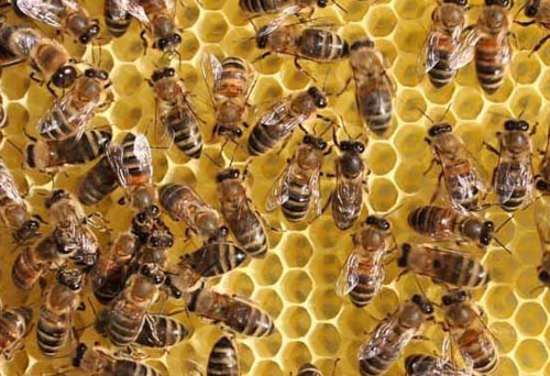 昆虫类养殖啤酒酵母粉、蜜蜂用啤酒酵母粉
