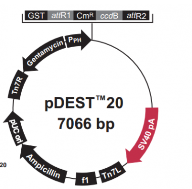 pDEST20 载体