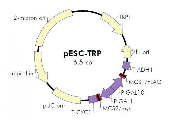 pESC-TRP 载体