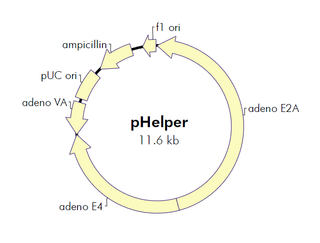 pHelper 载体