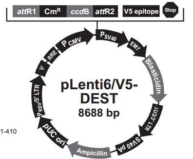 pLenti6/V5-DEST 载体