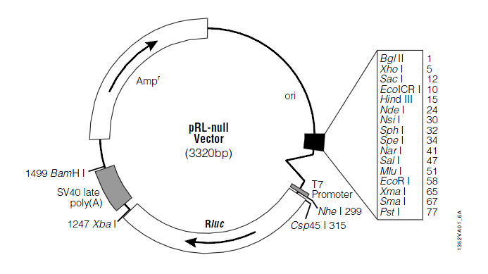 pRL-null 载体