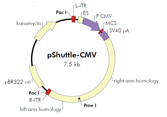 pShuttle-CMV 载体