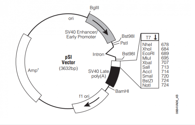 pSI 载体