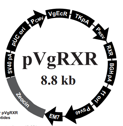 pVgRXR 载体