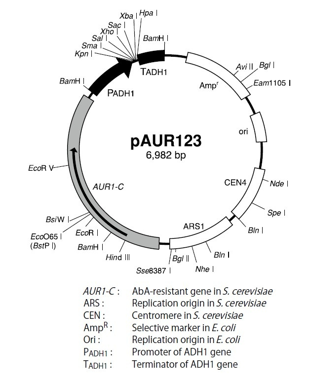 pAUR123 载体