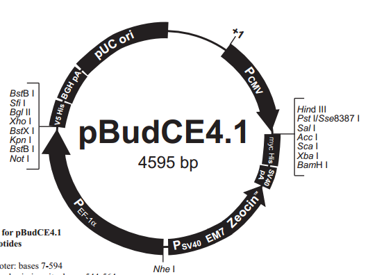 pBudCE41 载体