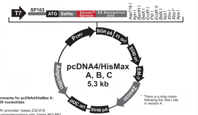 pcDNA4/HisMax B 载体