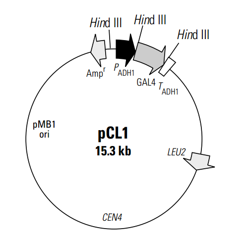 pCL1 载体