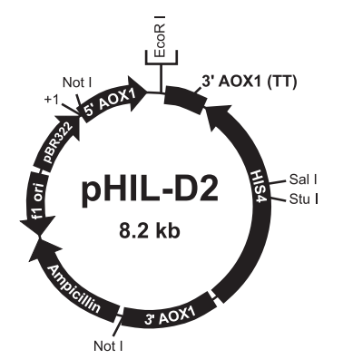 pHIL-D2 载体