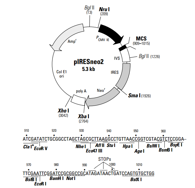 pIRESneo2 载体
