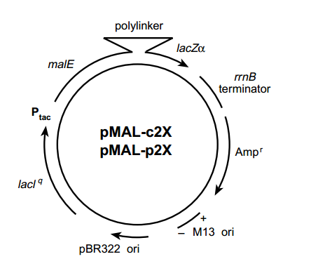 pMAL-c2G 载体