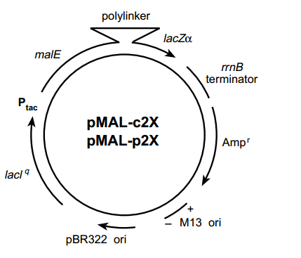 pMal-p2E 载体