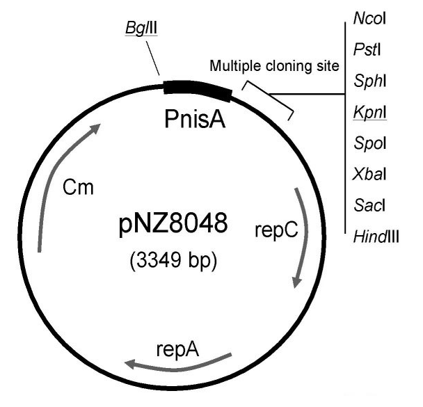 pNZ8048 载体