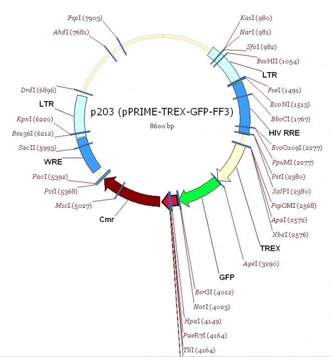 pPRIME-TREX-GFP-FF3 载体