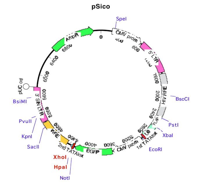 pSico 载体