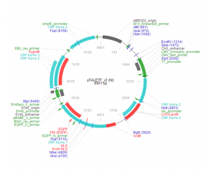pTALETF_v2 (NI) 载体