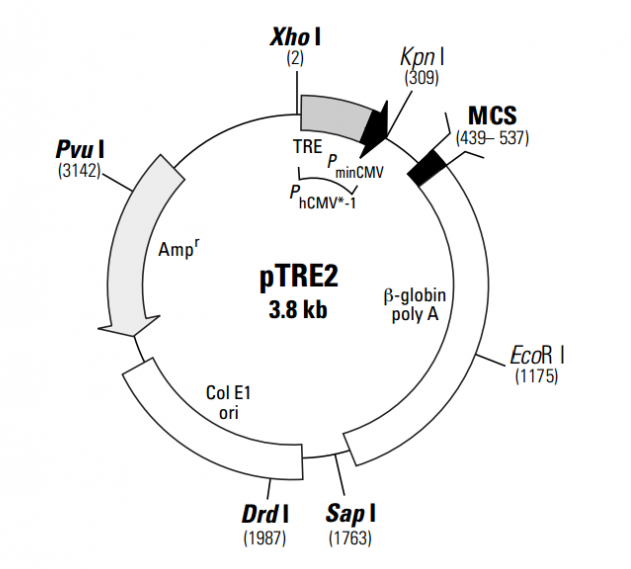 pTRE2 载体