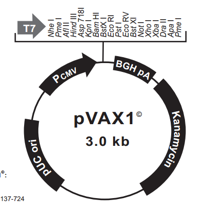 pVAX1 载体