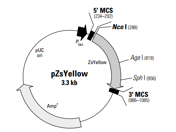 pZsYellow 载体