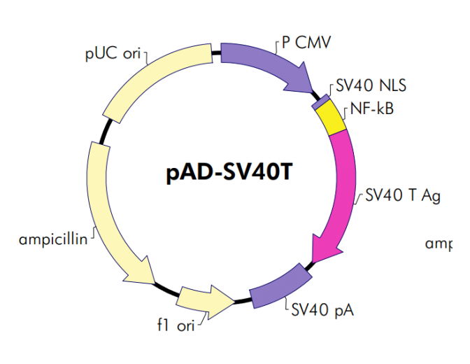 pAD-SV40T 载体