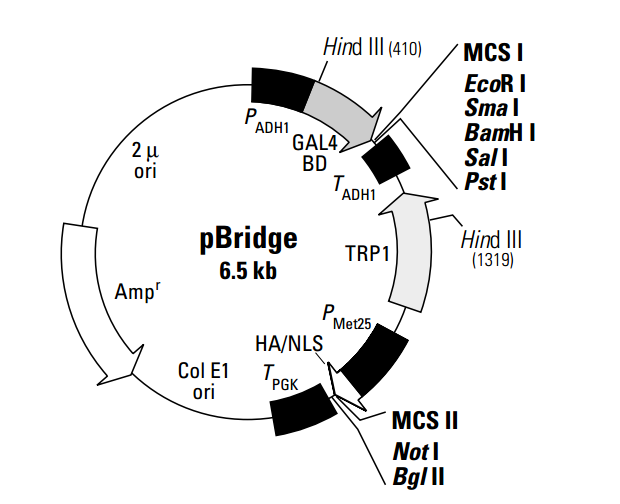 pBridge 载体