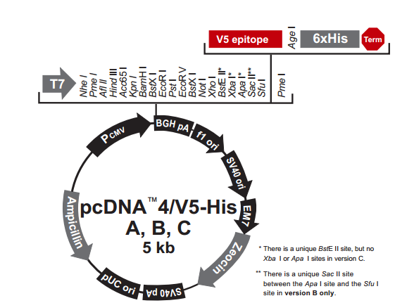 pcDNA4/V5-His A 载体