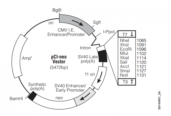 pCI-neo 载体