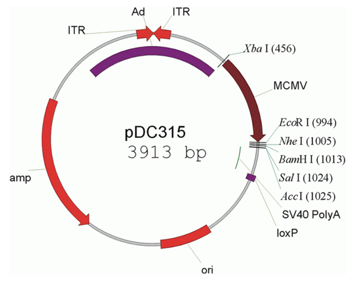 pDC315 载体