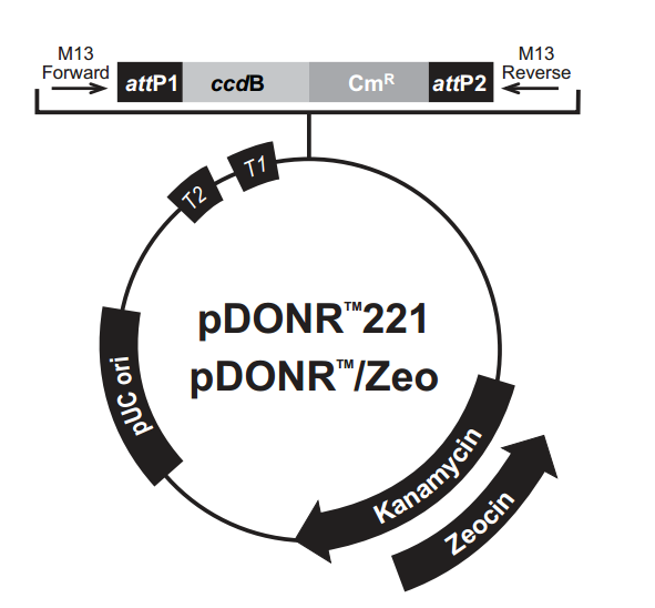 pDONR221 载体