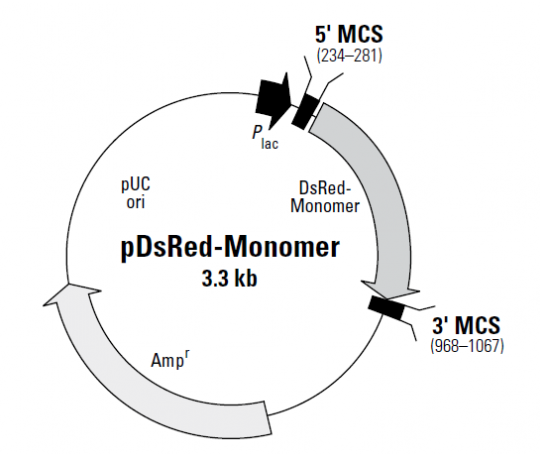 pDsRed-Monomer 载体