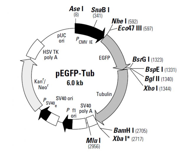 pEGFP-Tub 载体