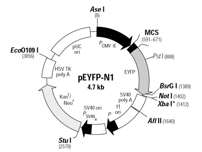 pEYFP-N1 载体