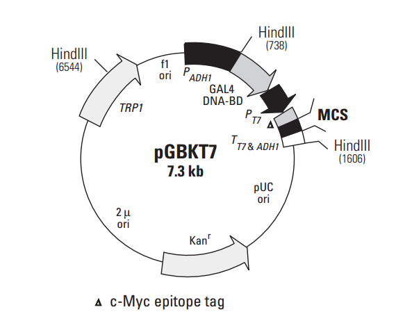 pGBKT7 载体