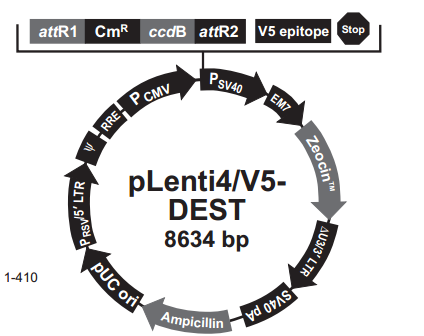 pLenti4/V5-DEST 载体